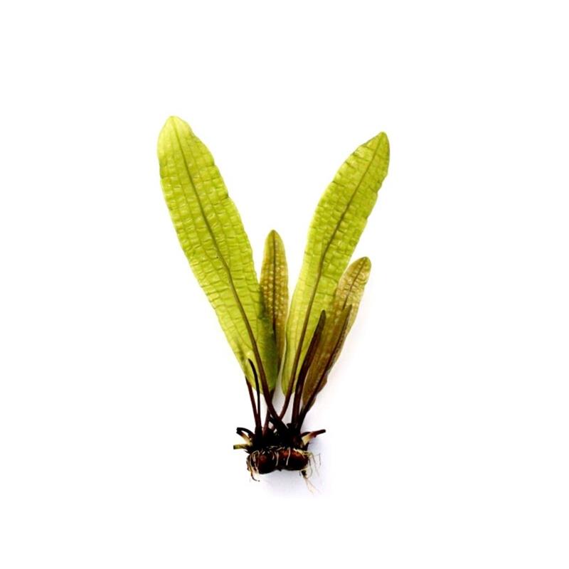 Dennerle Aponogeton boivinianus BULB - imagine 3